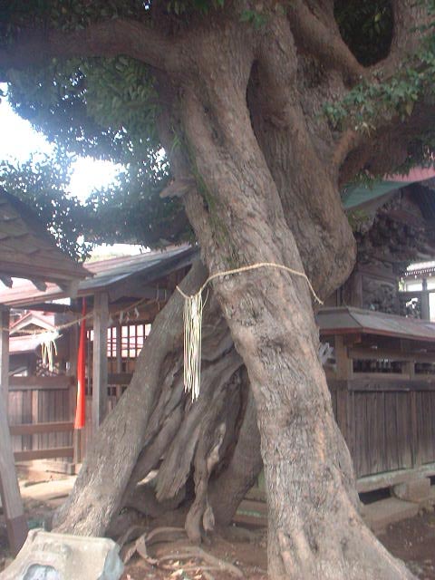 将門神社の御神木