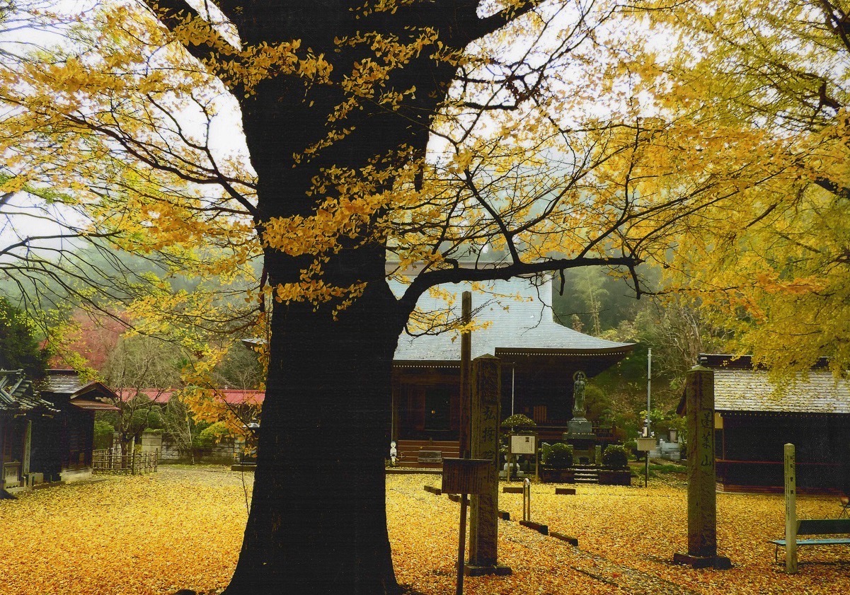 弘誓院 本堂と銀杏