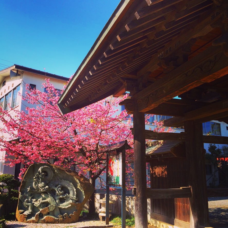 春の龍光院本堂と桜